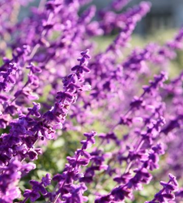Purple lavender closeup background Levanduľa na výrobu levanduľových produktov