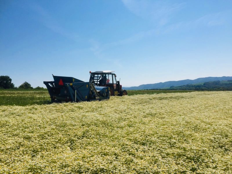 pestovanie. pestovanie.