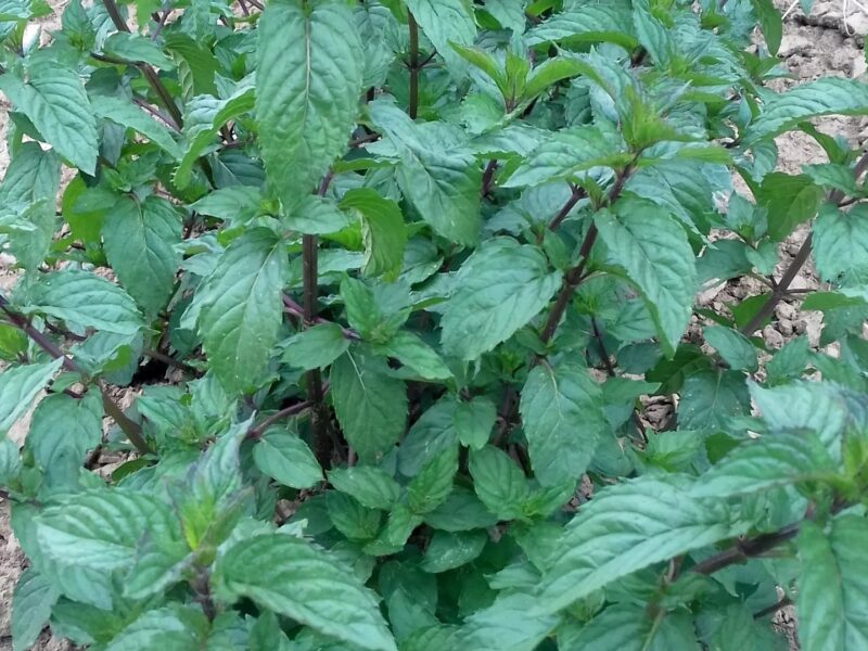 20180626_162848 20180626_162848